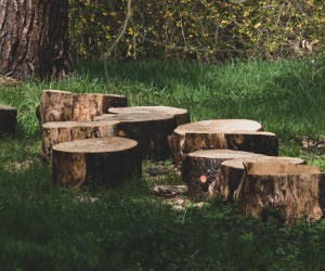 Stump & Tree Removal